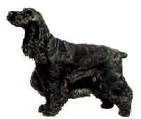 Cocker Spaniel Club UK